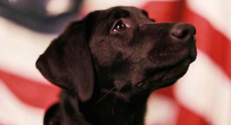 TFRW Partners with Patriot Paws